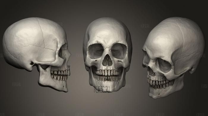 Human Skull stl model for CNC